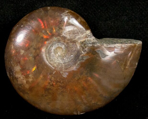 Flashy Red Iridescent Ammonite - Wide #10371